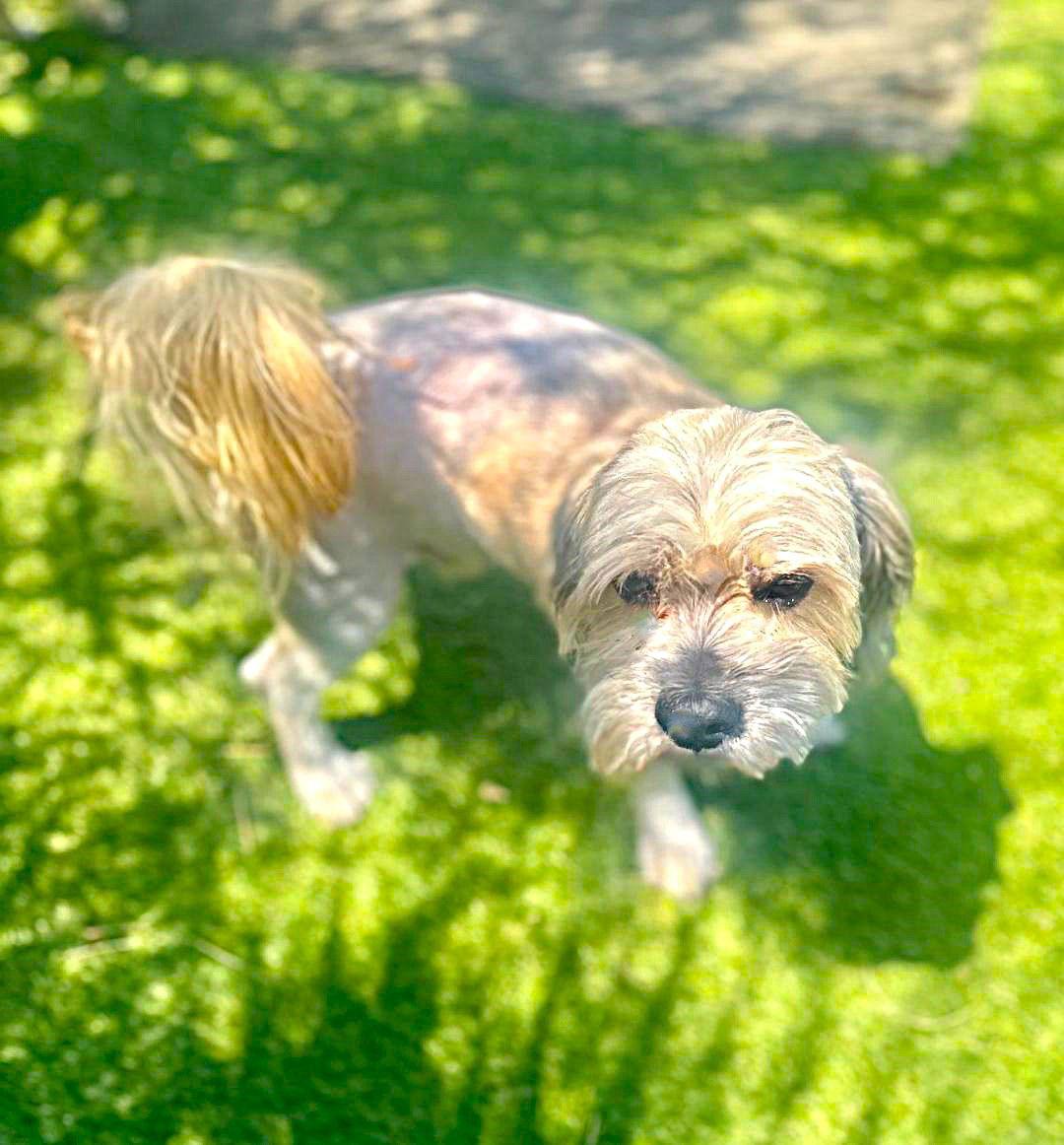 Enlarge Rolo, a Adopted mixed breed in Fallbrook, CA image 1/3