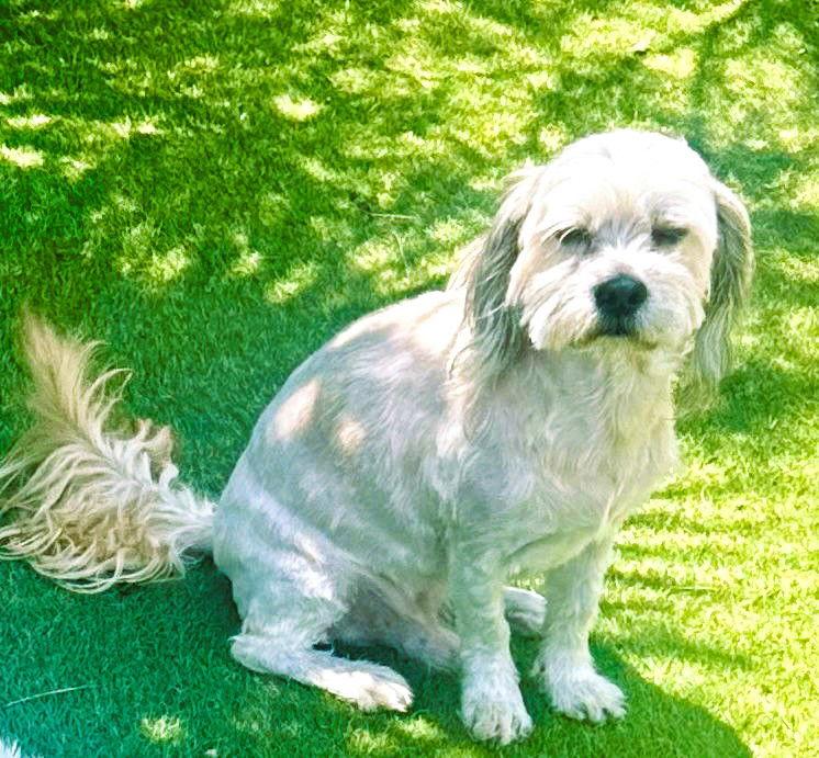 Enlarge Rolo, a Adopted mixed breed in Fallbrook, CA image 2/3