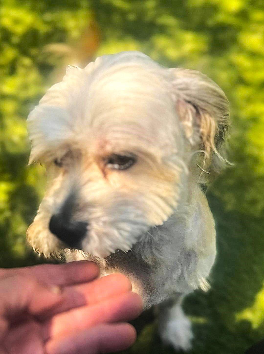 Enlarge Rolo, a Adopted mixed breed in Fallbrook, CA image 3/3