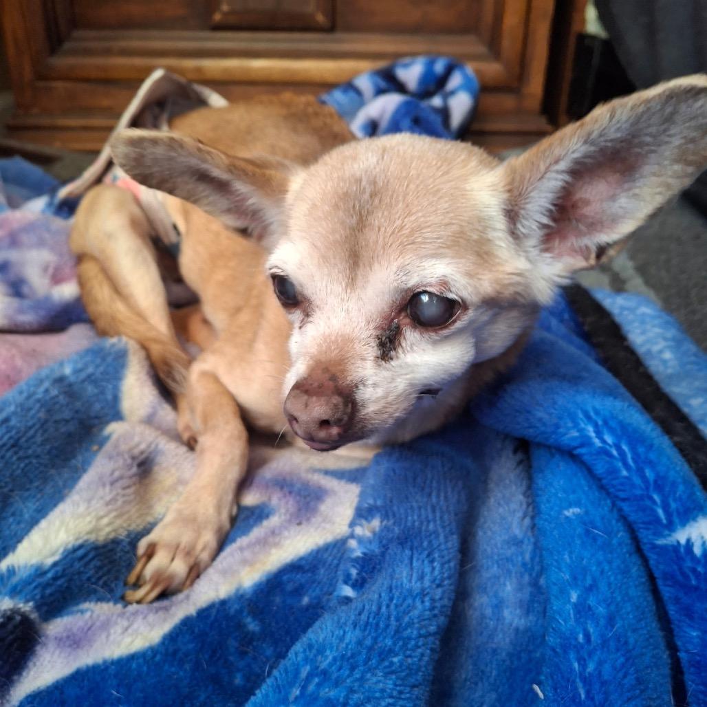 Enlarge Sam, a Adoptable Chihuahua in Tunkhannock, PA image 2/2