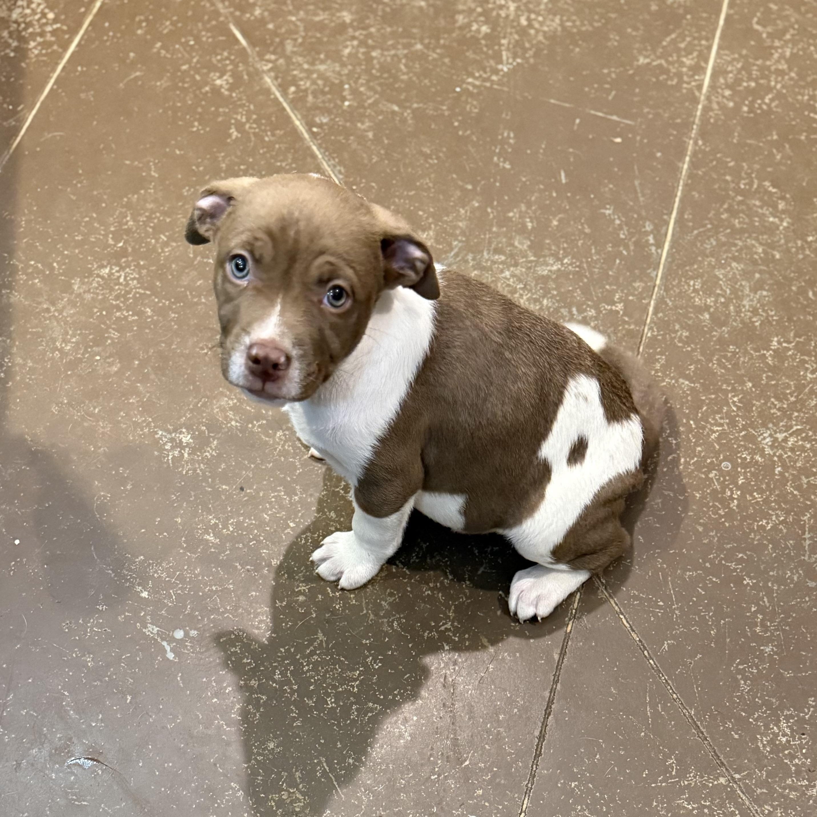Mars, ADOPTABLE, Puppy Male Pit Bull Terrier.