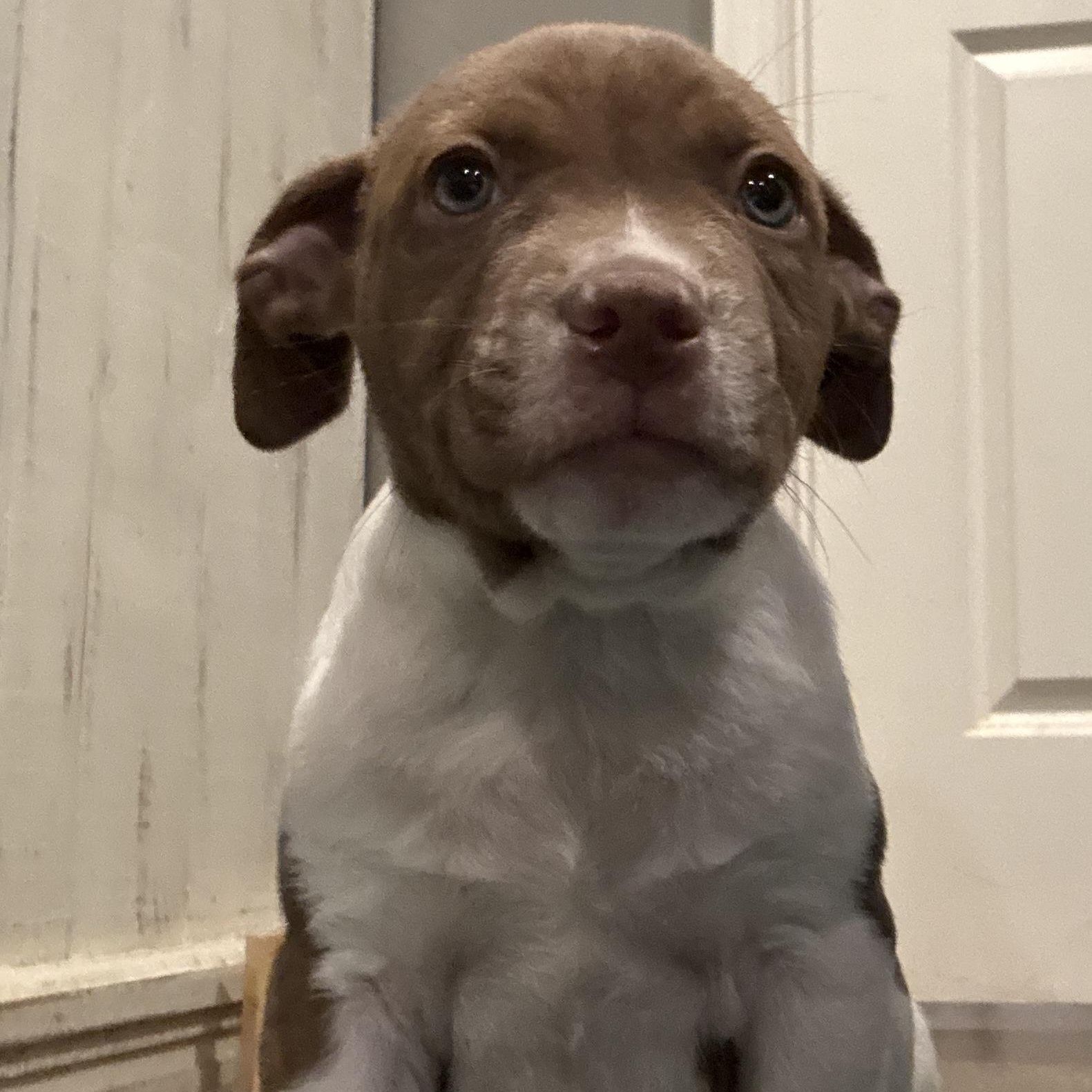 Mars, a ADOPTABLE mixed breed in Hatfield, PA image 2/4