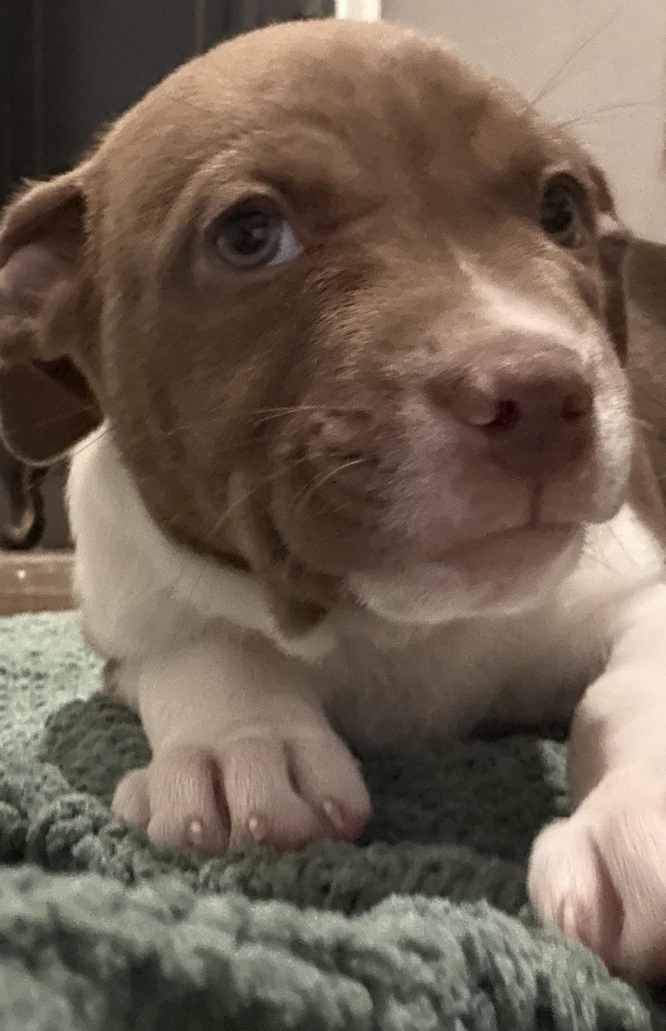 Mars, a ADOPTABLE mixed breed in Hatfield, PA image 3/4