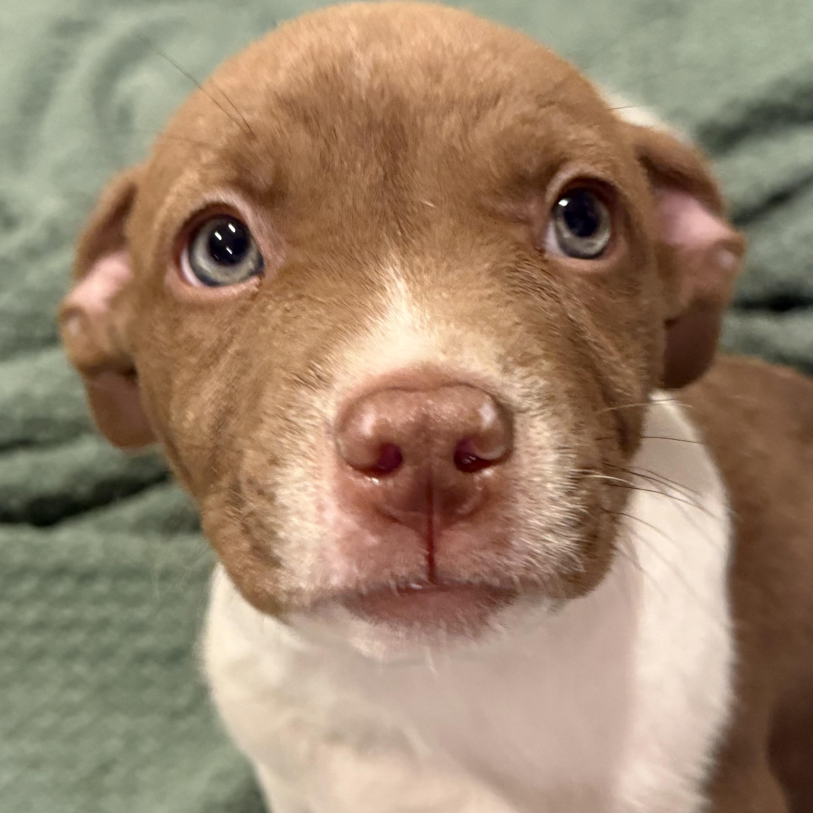 Mars, a ADOPTABLE mixed breed in Hatfield, PA image 4/4