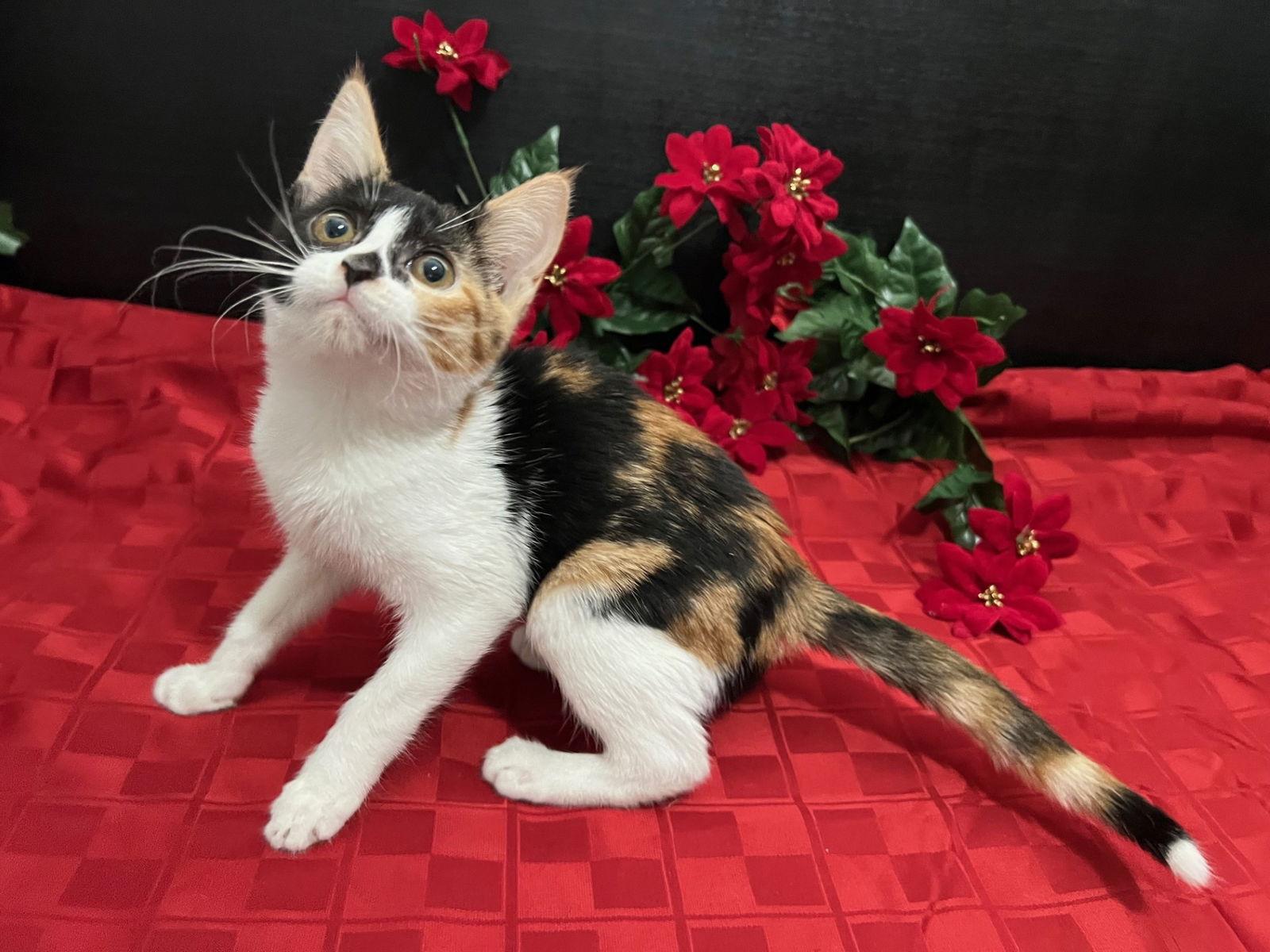 Tammy, Adoptable, Kitten Female Calico & Domestic Short Hair.