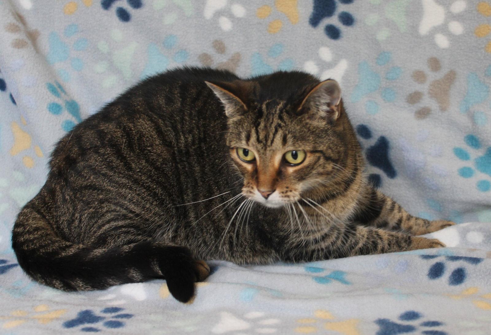 Minnie Mae - 31506, Adoptable, Adult Female Tabby.