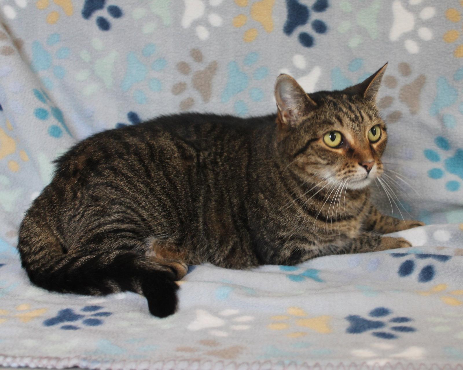 Enlarge Minnie Mae - 31506, a Adoptable Tabby in Prattville, AL image 2/2