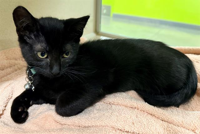 JASMINE, Adoptable, Kitten Female Domestic Short Hair.