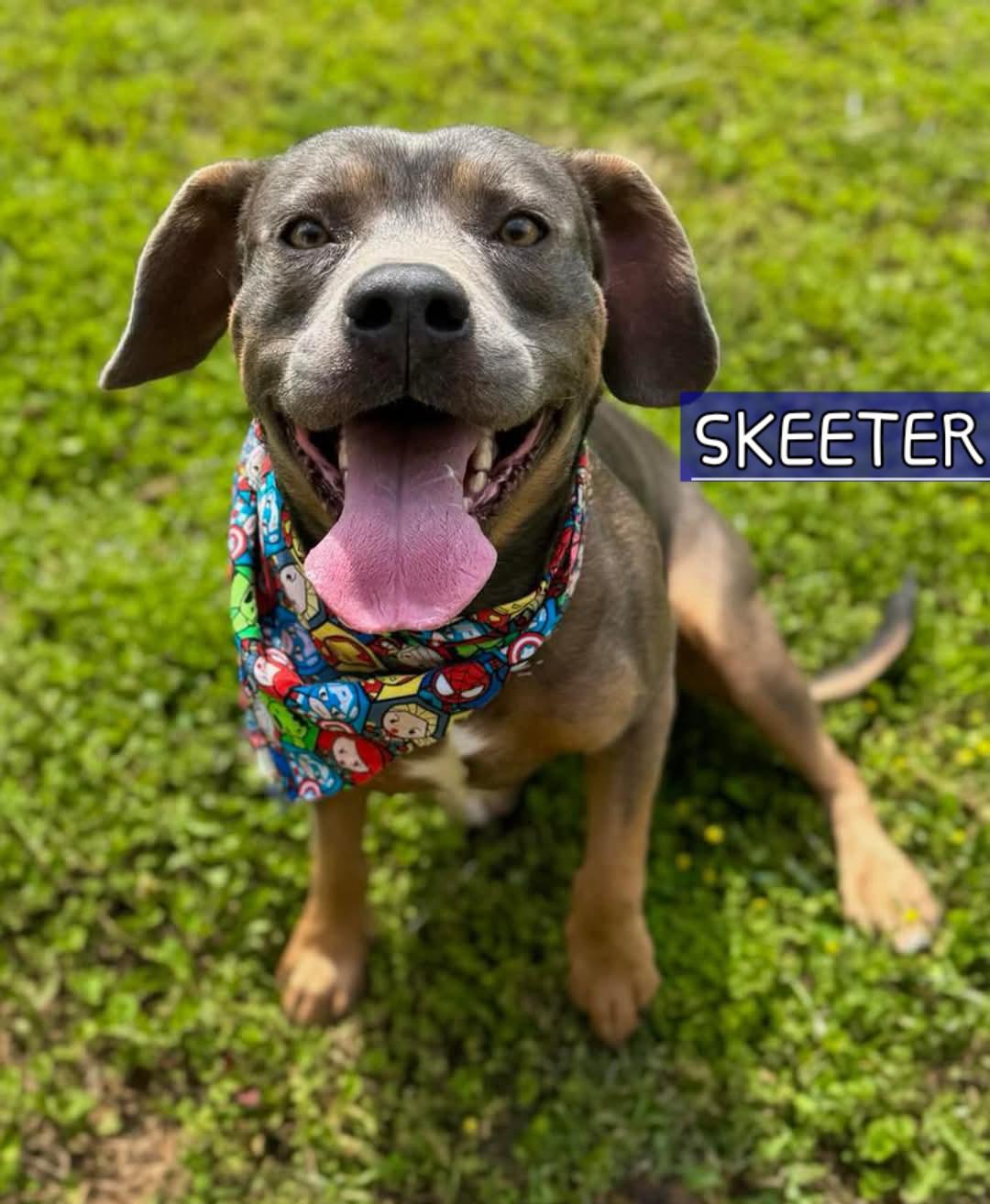 Skeeter