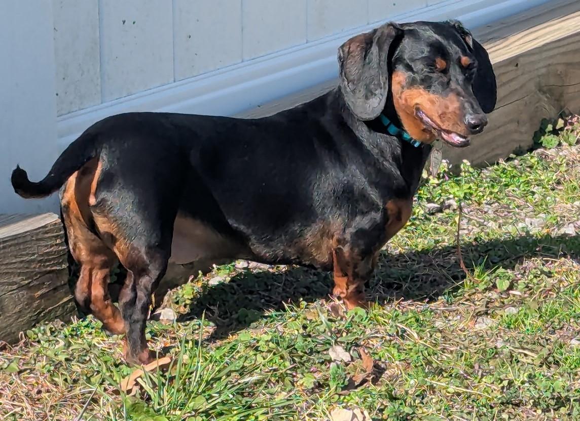 Bandit in TN, adopted, Young Male Dachshund.