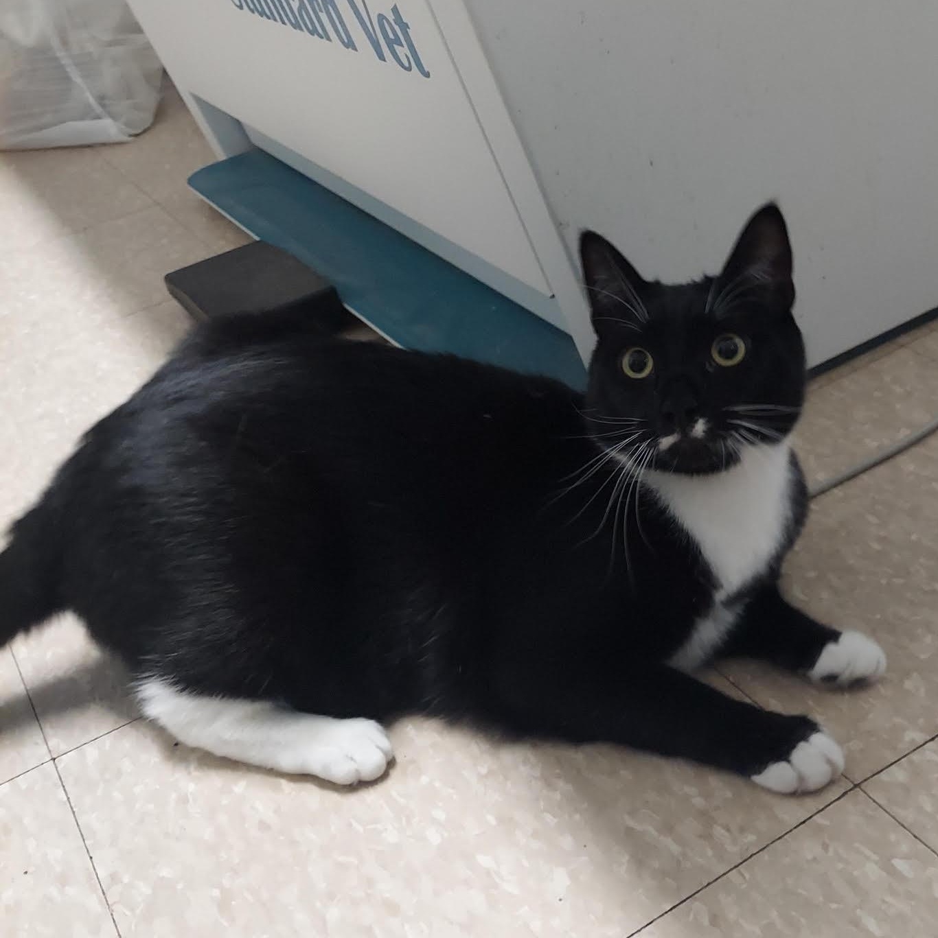 Enlarge Habanero, a Adoptable Domestic Short Hair in Warwick, RI image 2/3