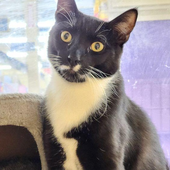 Enlarge Habanero, a Adoptable Domestic Short Hair in Warwick, RI image 1/3