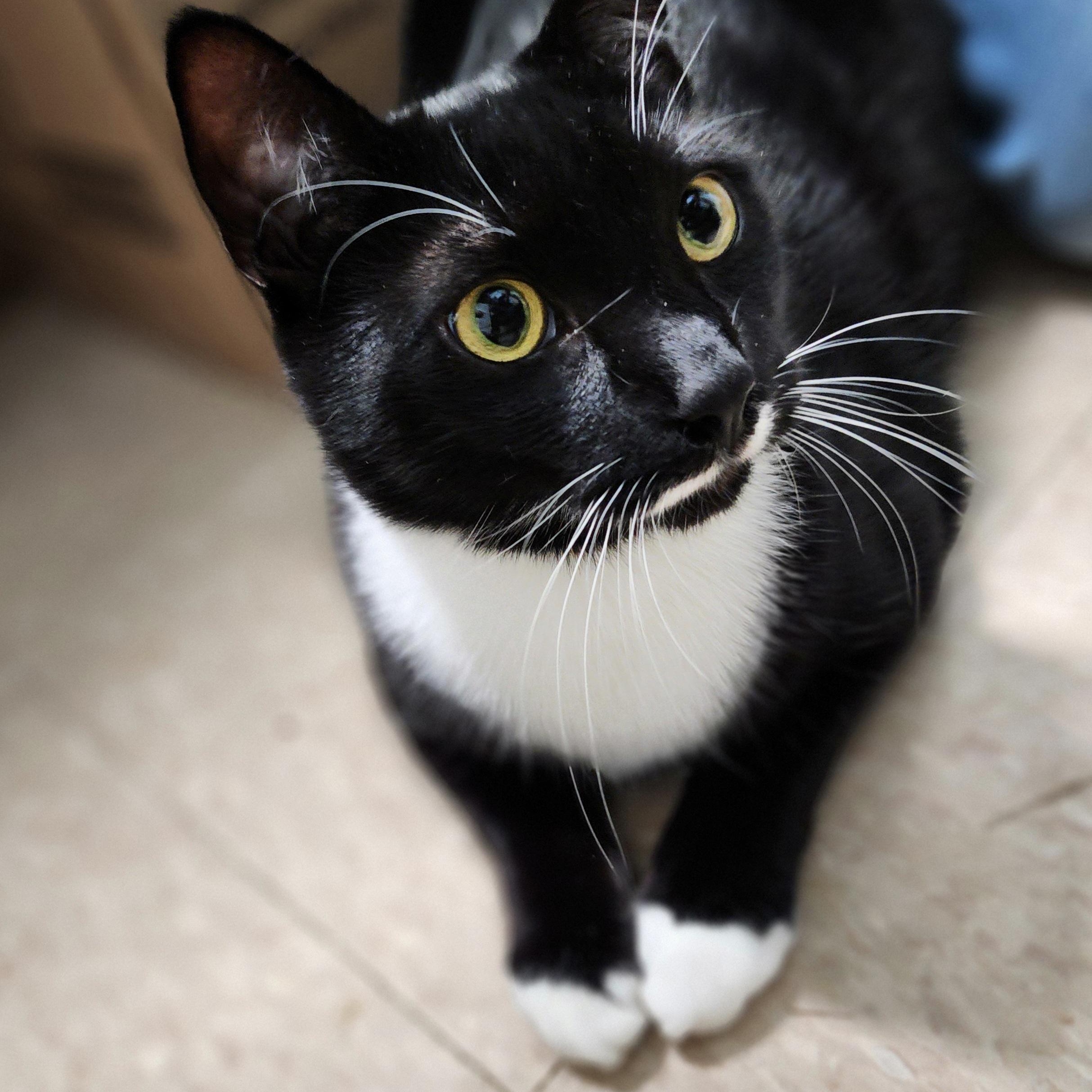 Enlarge Habanero, a Adoptable Domestic Short Hair in Warwick, RI image 3/3