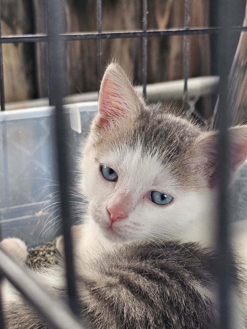 Autumn , Adoptable, Kitten Female Domestic Short Hair.