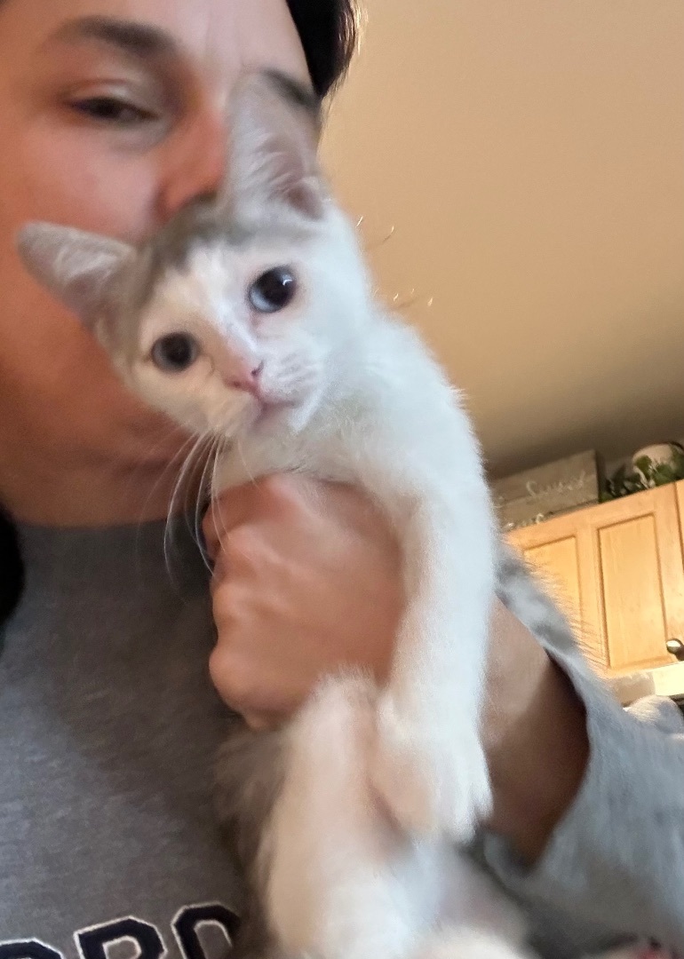 Autumn , a Adoptable Domestic Short Hair in Palm City, FL image 2/6