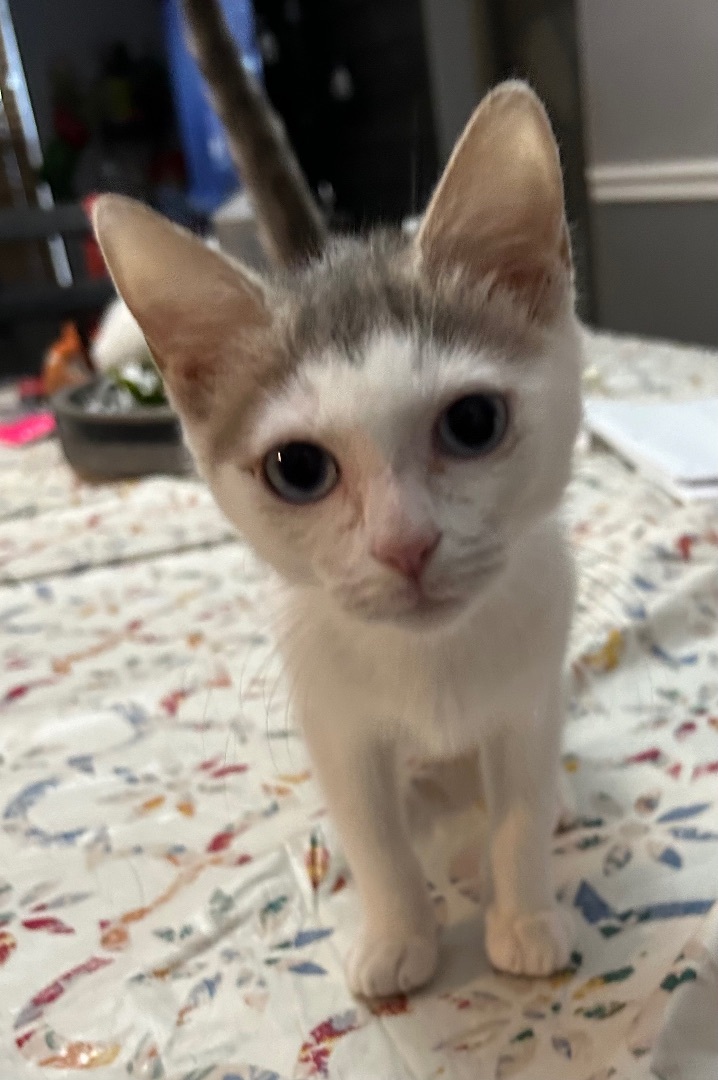 Autumn , a Adoptable Domestic Short Hair in Palm City, FL image 3/6