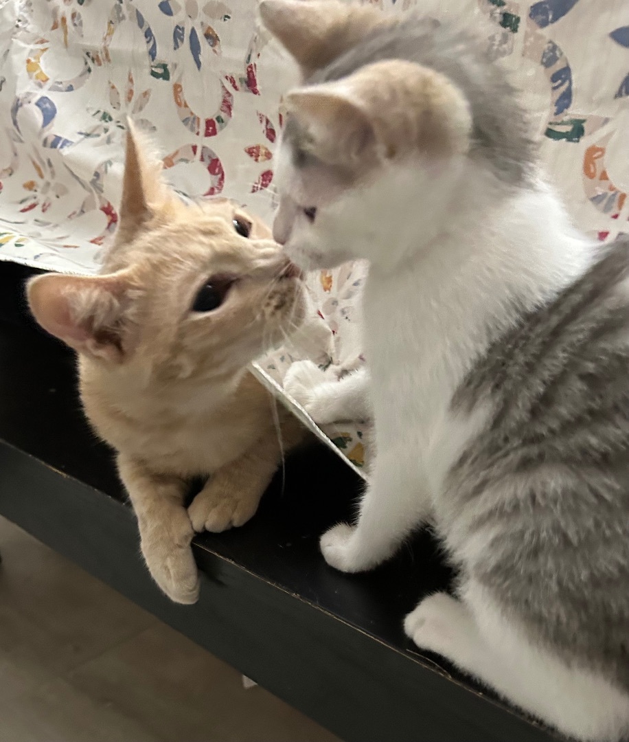 Autumn , a Adoptable Domestic Short Hair in Palm City, FL image 4/6