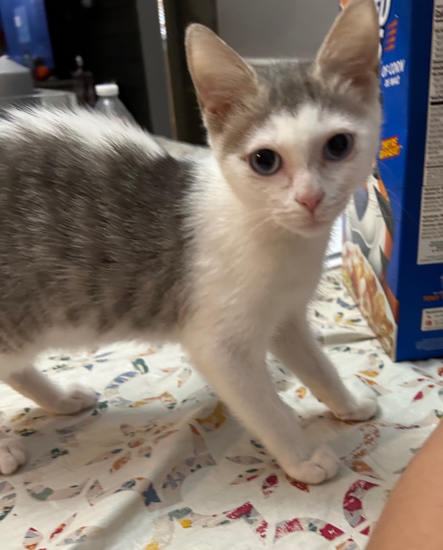 Autumn , a Adoptable Domestic Short Hair in Palm City, FL image 5/6