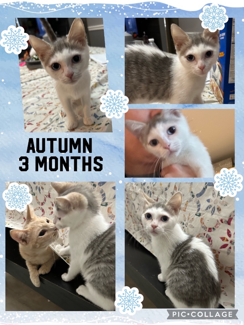 Autumn , a Adoptable Domestic Short Hair in Palm City, FL image 6/6