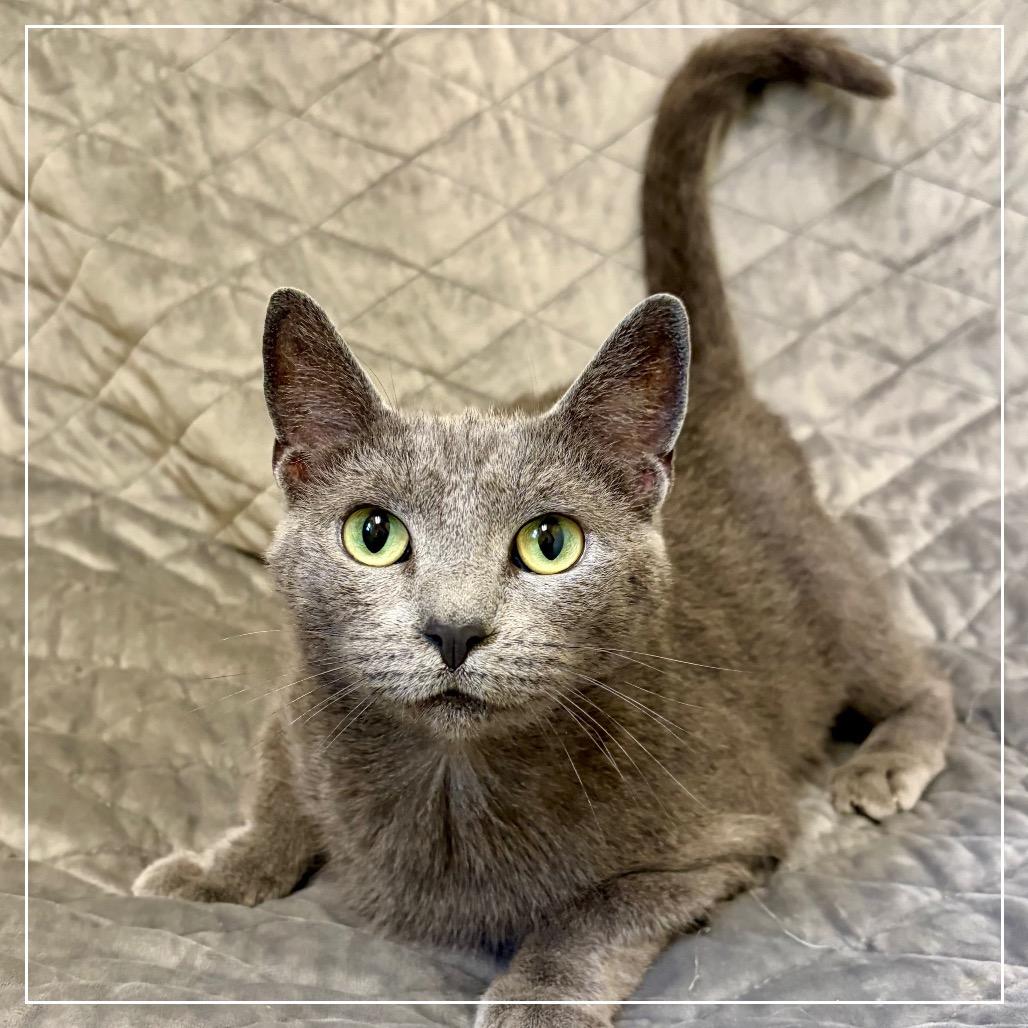 Punctuation, Adoptable, Adult Female Domestic Short Hair.