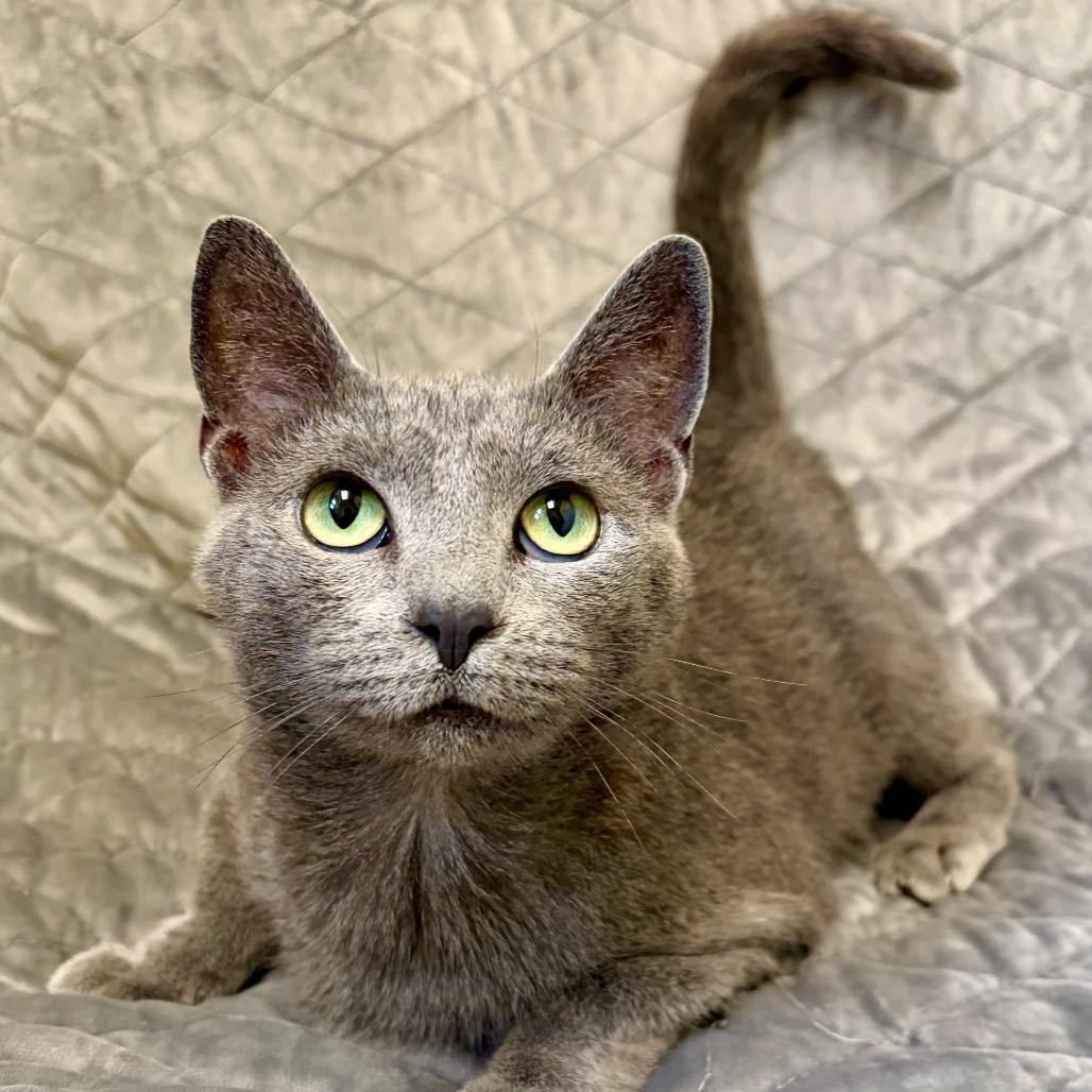Enlarge Punctuation, a Adoptable Domestic Short Hair in Pekin, IL image 2/6