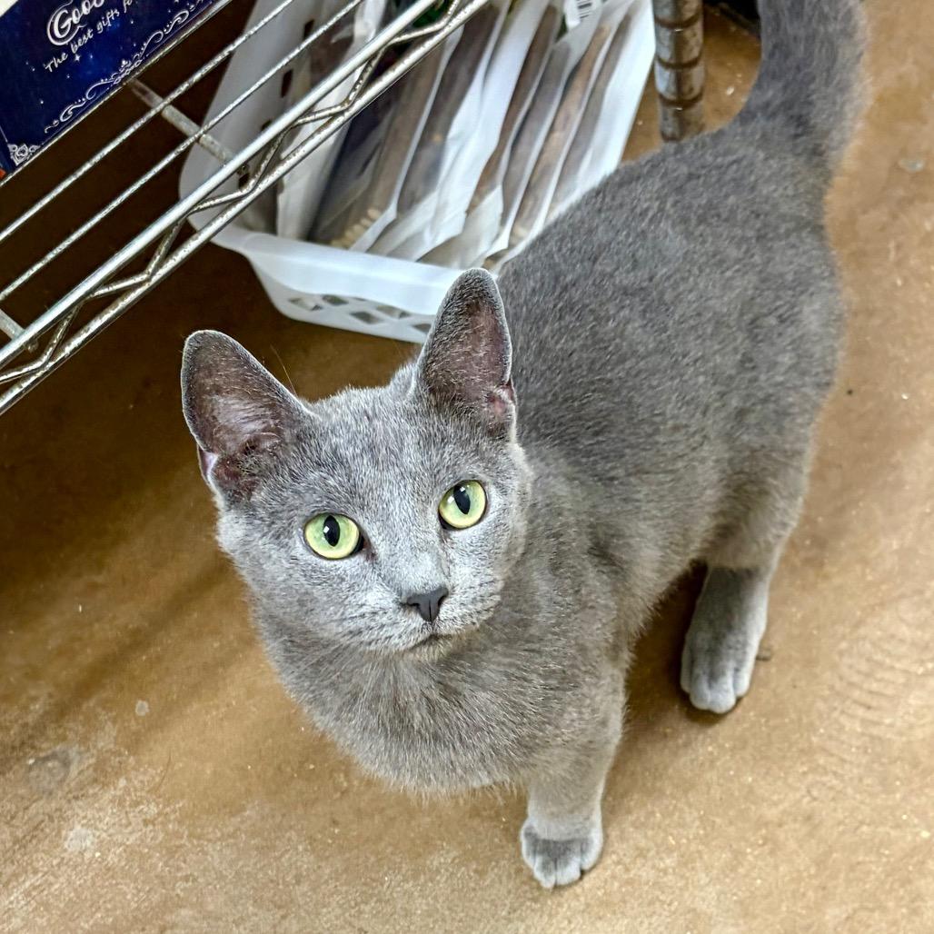 Enlarge Punctuation, a Adoptable Domestic Short Hair in Pekin, IL image 3/6