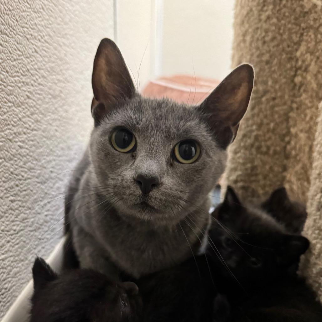 Punctuation, Adoptable, Adult Female Domestic Short Hair.