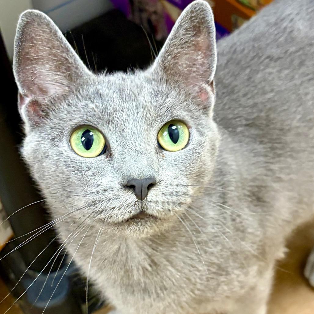 Enlarge Punctuation, a Adoptable Domestic Short Hair in Pekin, IL image 5/6