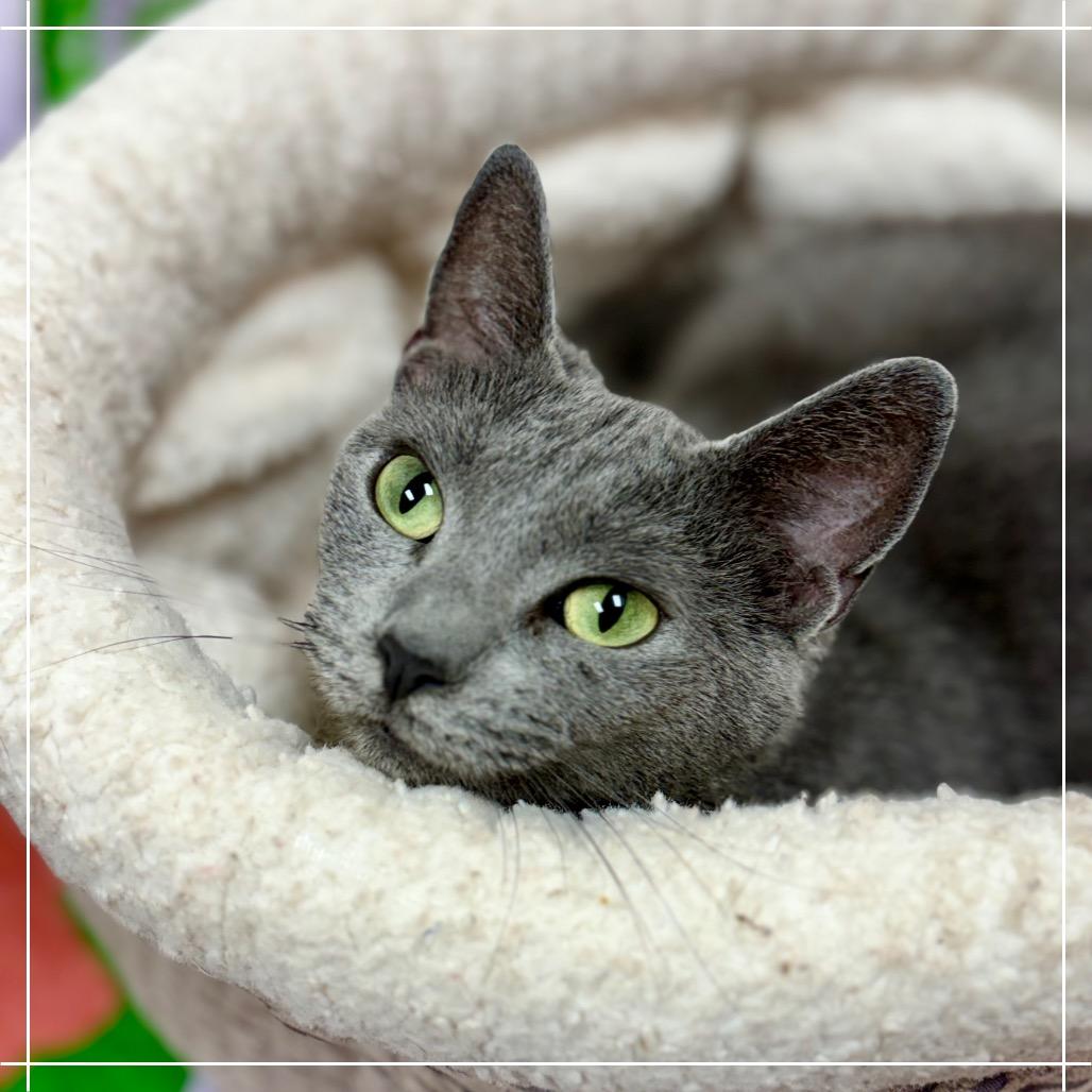 Enlarge Punctuation, a Adoptable Domestic Short Hair in Pekin, IL image 6/6