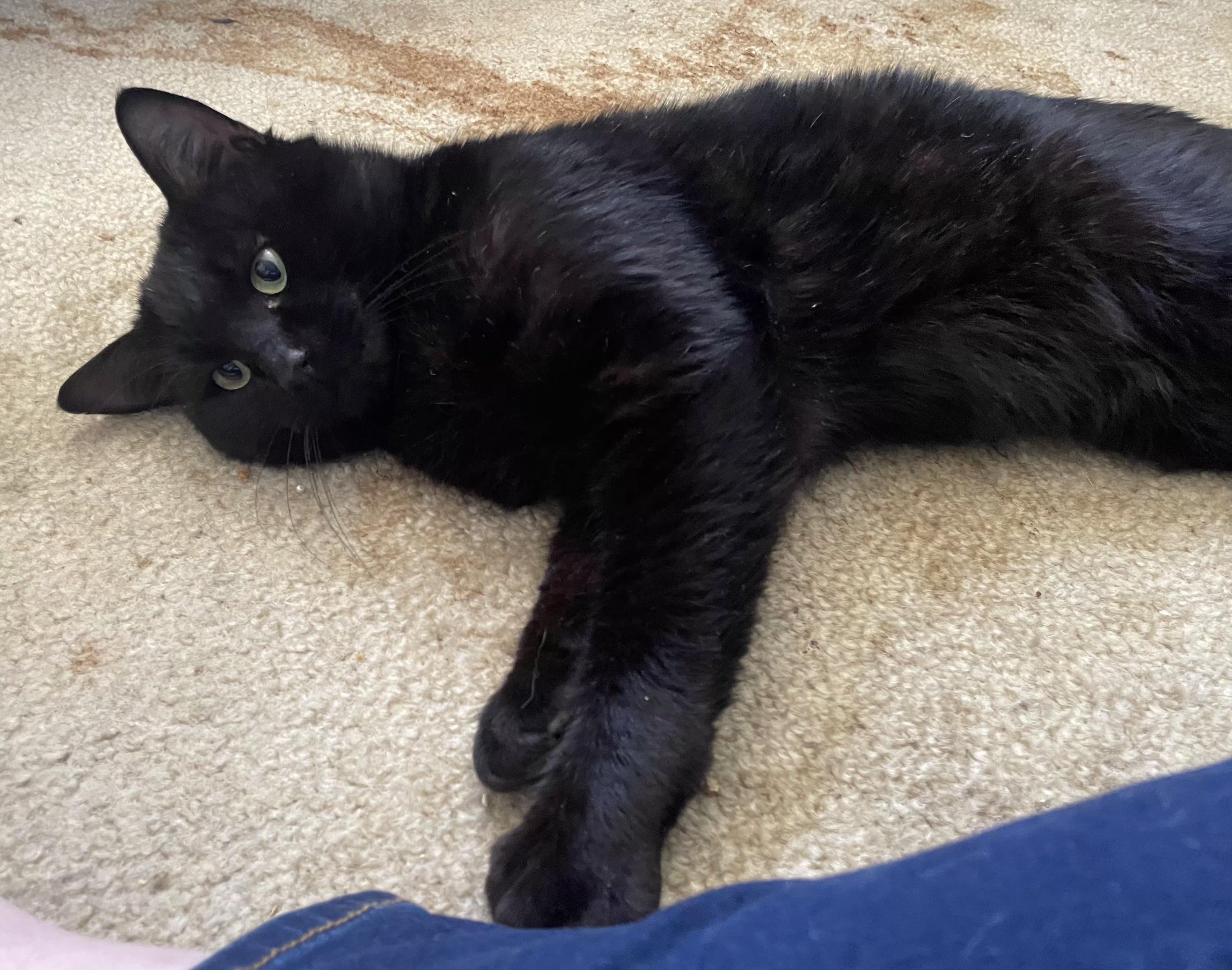 Enlarge Coal, a ADOPTABLE Domestic Short Hair in Bear, DE image 2/2