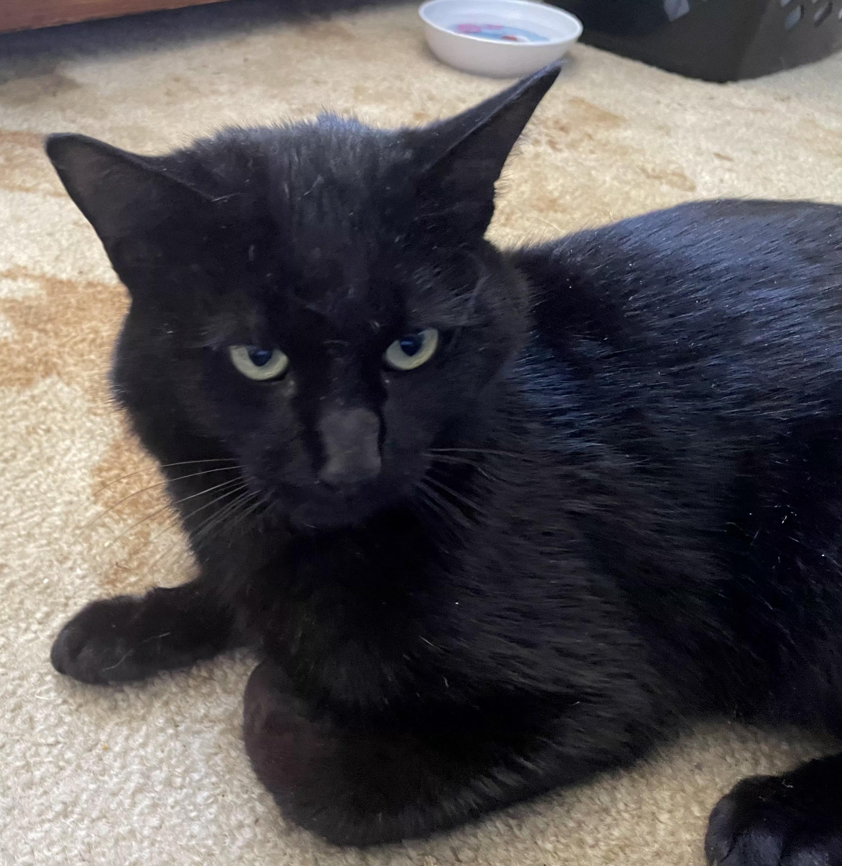 Enlarge Coal, a ADOPTABLE Domestic Short Hair in Bear, DE image 1/2
