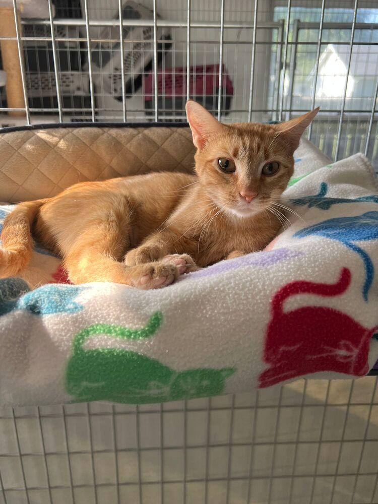 Georgia, a Adoptable Domestic Short Hair in McPherson, KS image 1/2