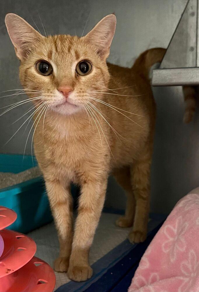 Georgia, a Adoptable Domestic Short Hair in McPherson, KS image 2/2