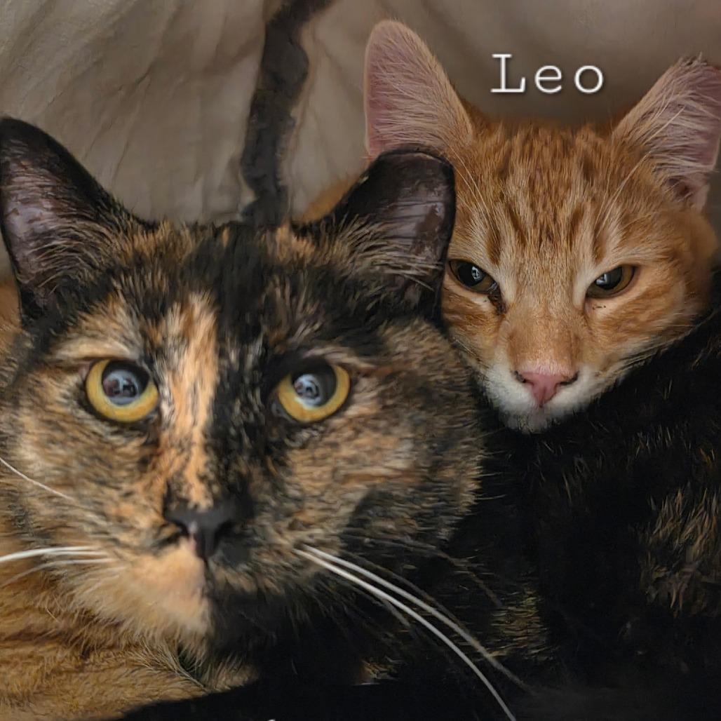 Enlarge Twix, a Adoptable Domestic Short Hair in Layton, UT image 1/4