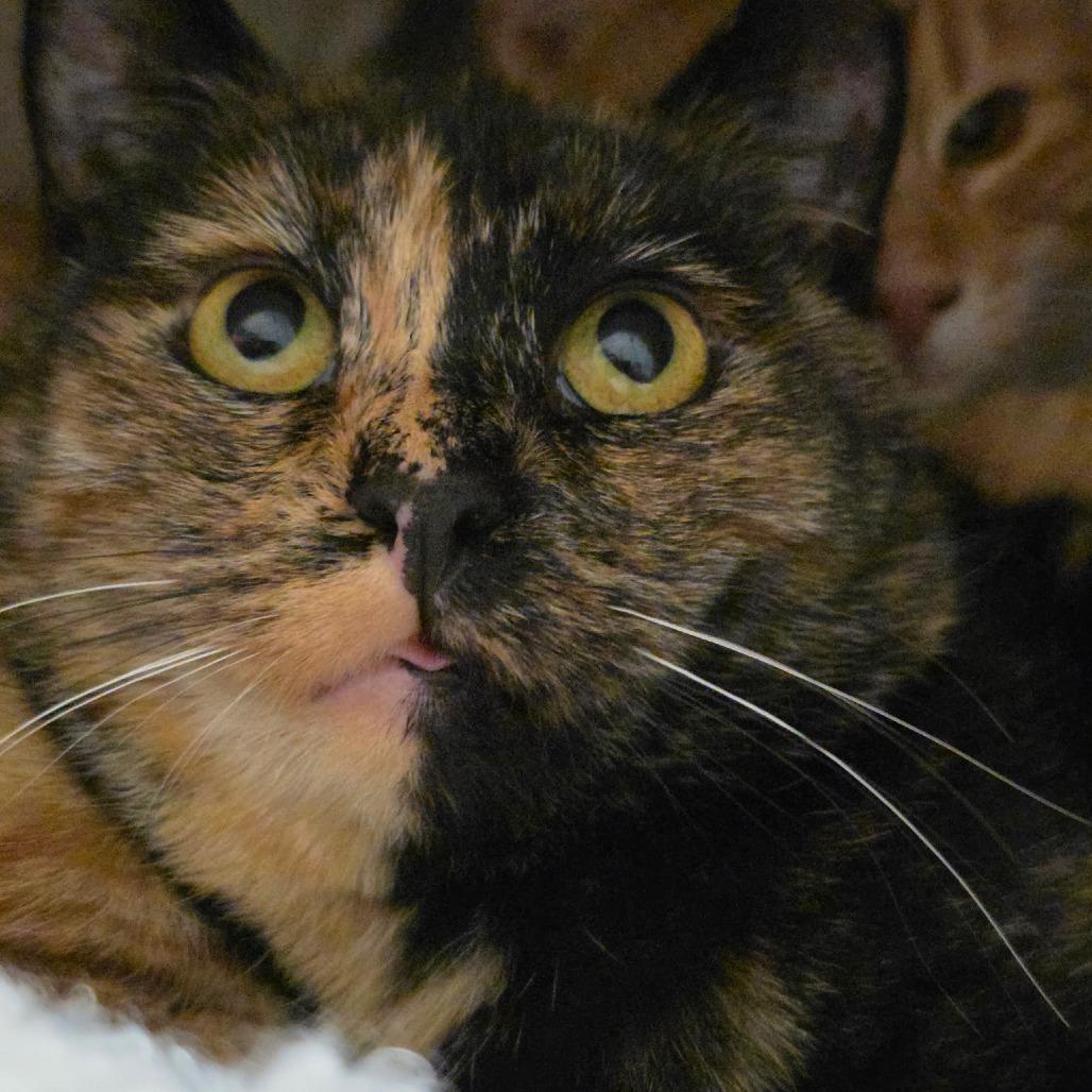 Enlarge Twix, a Adoptable Domestic Short Hair in Layton, UT image 2/4