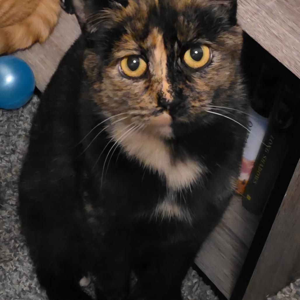 Enlarge Twix, a Adoptable Domestic Short Hair in Layton, UT image 3/4