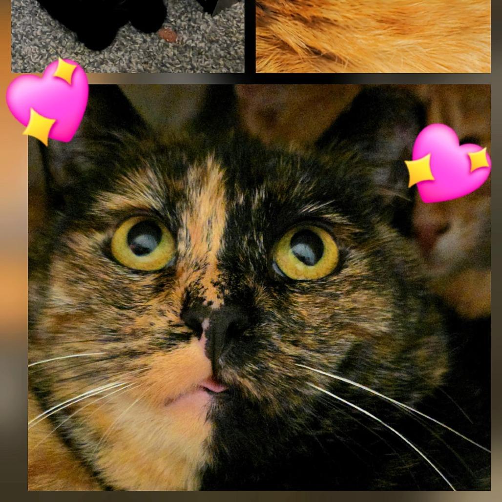 Enlarge Twix, a Adoptable Domestic Short Hair in Layton, UT image 4/4