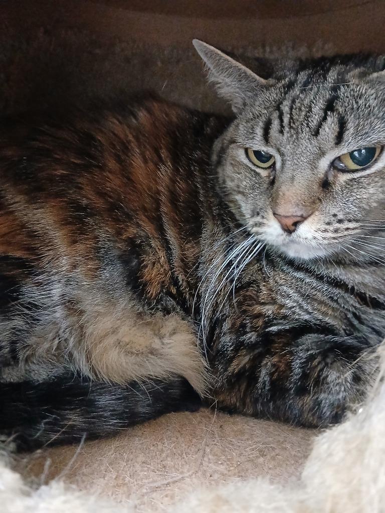 Pepper, Adoptable, Adult Female Domestic Short Hair.