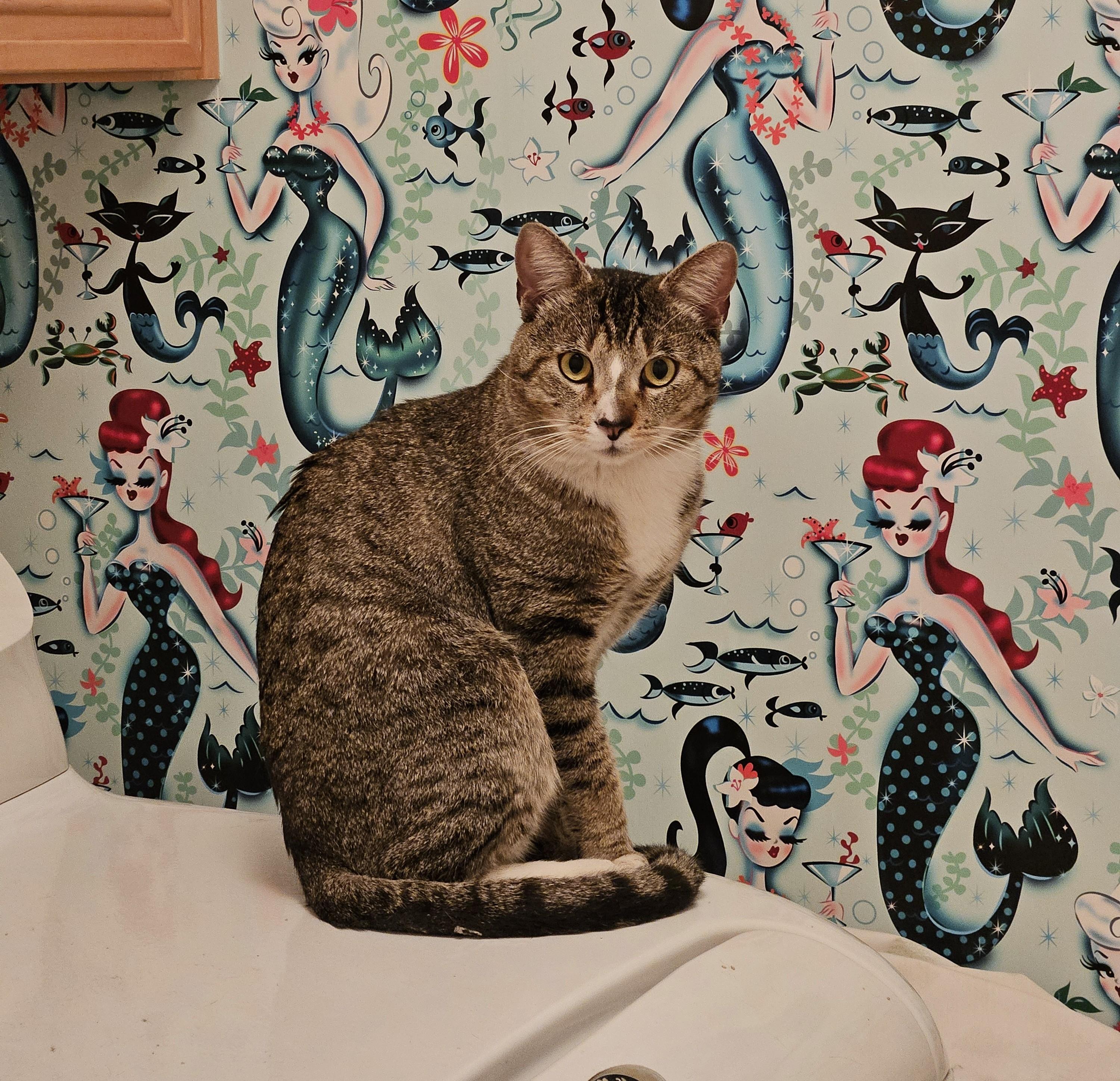 Enlarge Leon, a Adoptable Domestic Short Hair in Mission Viejo, CA image 1/2