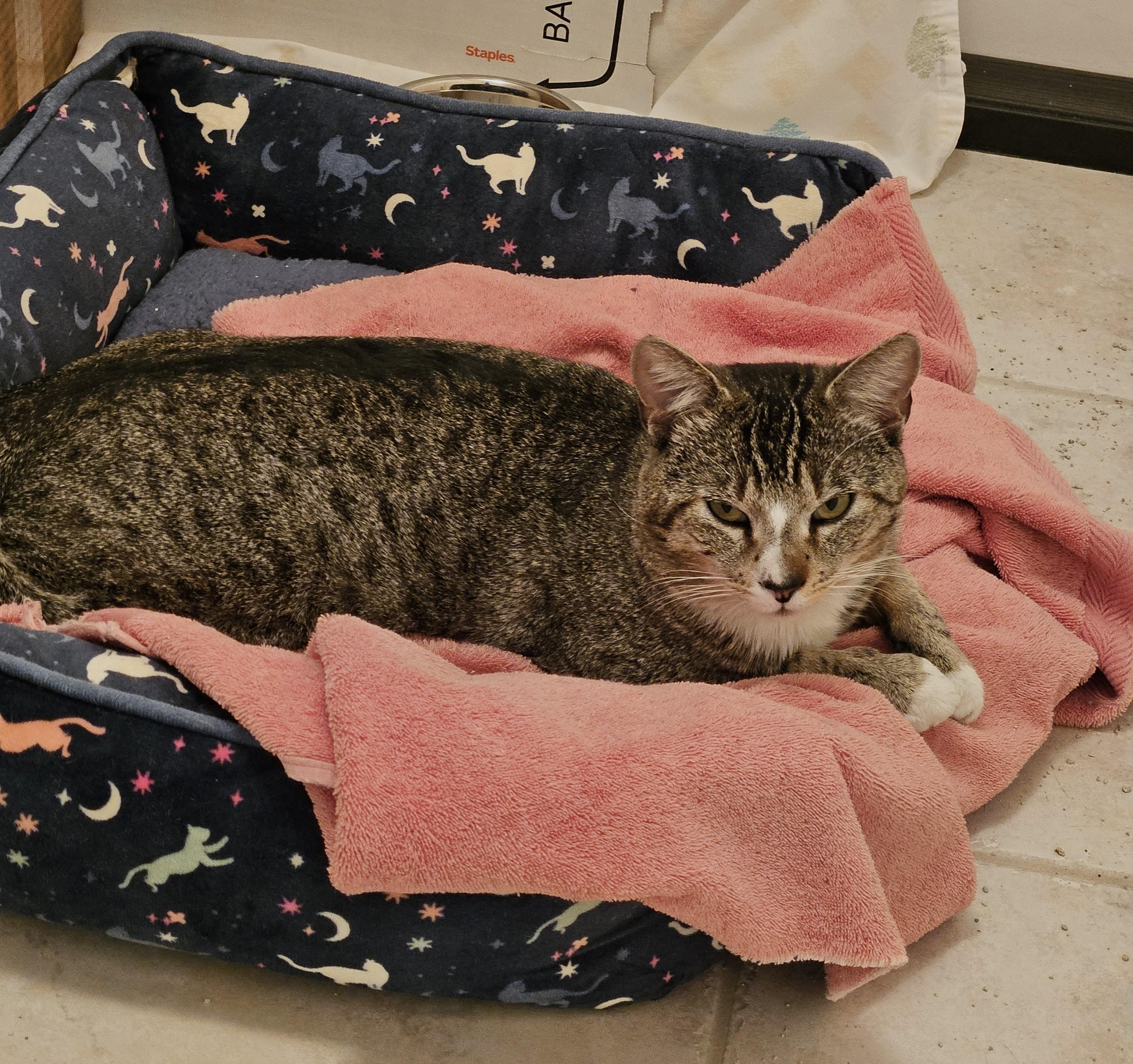 Enlarge Leon, a Adoptable Domestic Short Hair in Mission Viejo, CA image 2/2