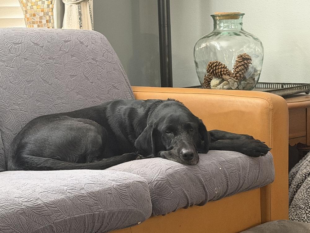 Daoust / Sadie, Adoptable, Adult Female Labrador Retriever.