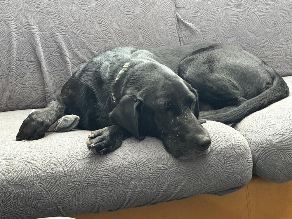 Daoust / Sadie, Adoptable, Adult Female Labrador Retriever.