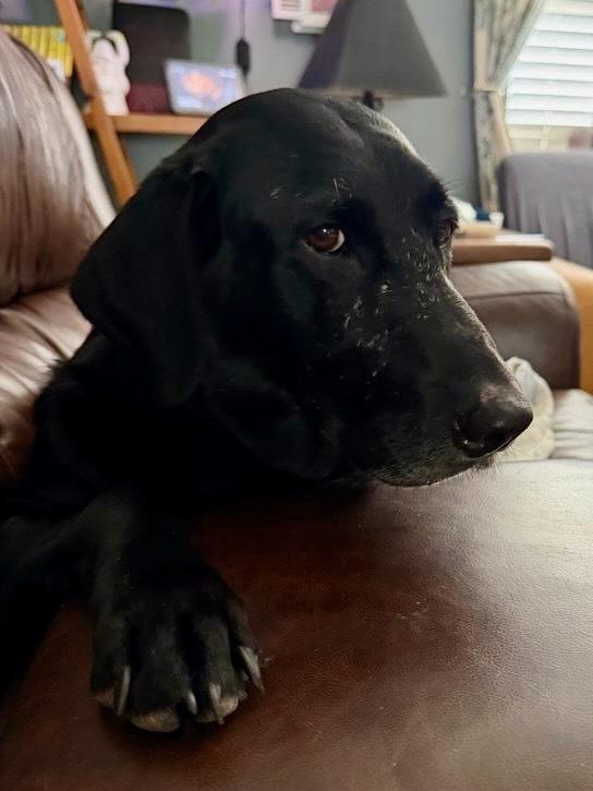 Daoust / Sadie, a Adoptable Labrador Retriever in Broomfield, CO image 2/6