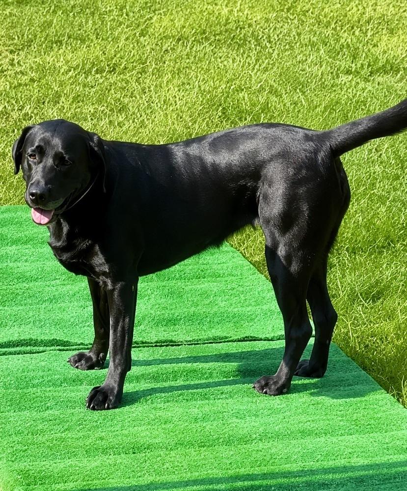 Daoust / Sadie, a Adoptable Labrador Retriever in Broomfield, CO image 3/6