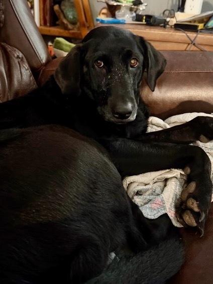 Daoust / Sadie, a Adoptable Labrador Retriever in Broomfield, CO image 4/6