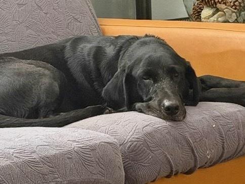 Daoust / Sadie, a Adoptable Labrador Retriever in Broomfield, CO image 5/6