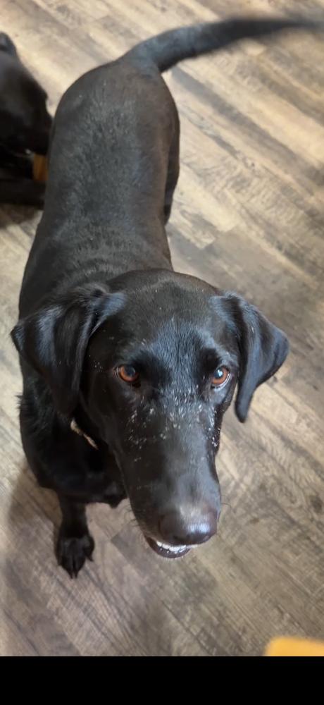 Enlarge Daoust / Sadie, a Adoptable Labrador Retriever in Broomfield, CO image 3/3