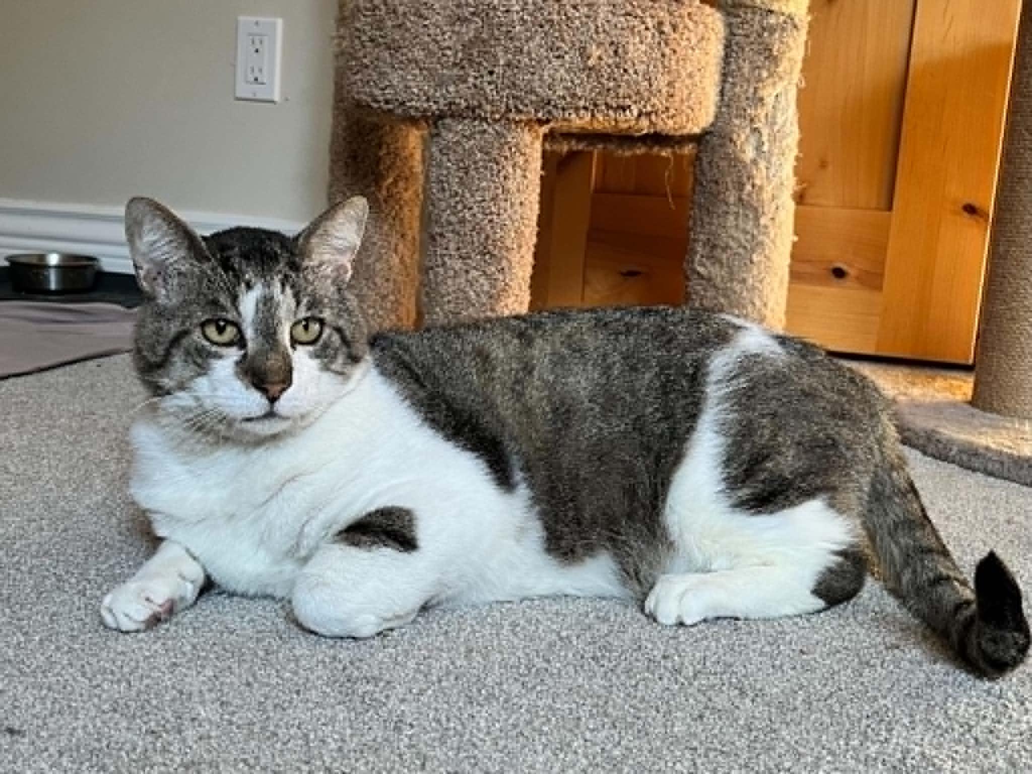 Enlarge Leroy, a ADOPTABLE Domestic Short Hair in Nanaimo, BC image 3/4