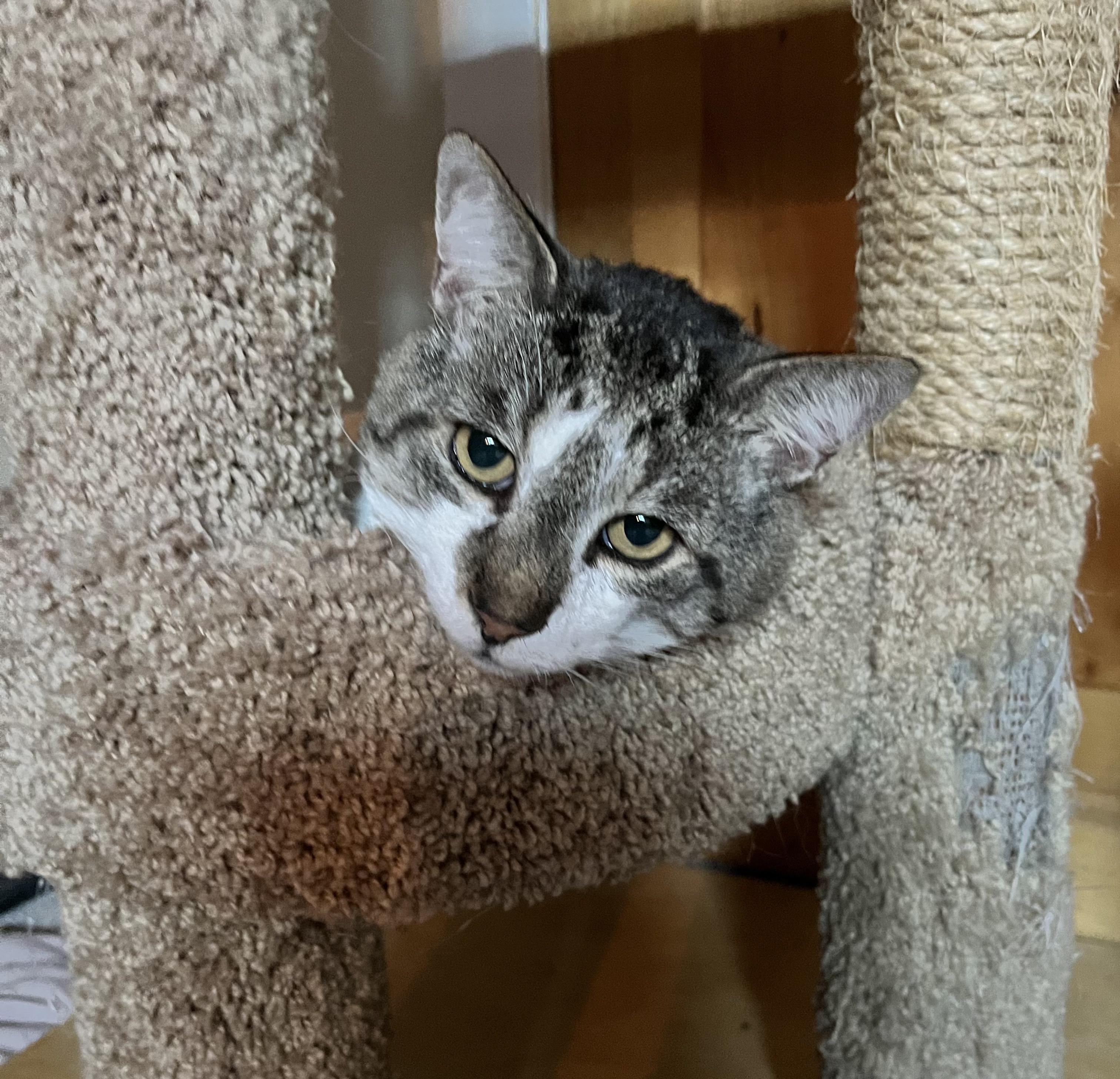 Enlarge Leroy, a ADOPTABLE Domestic Short Hair in Nanaimo, BC image 2/4