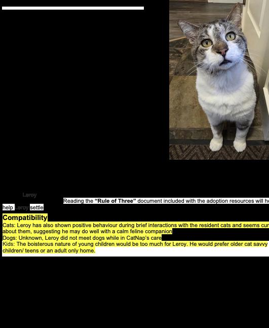 Enlarge Leroy, a ADOPTABLE Domestic Short Hair in Nanaimo, BC image 5/5